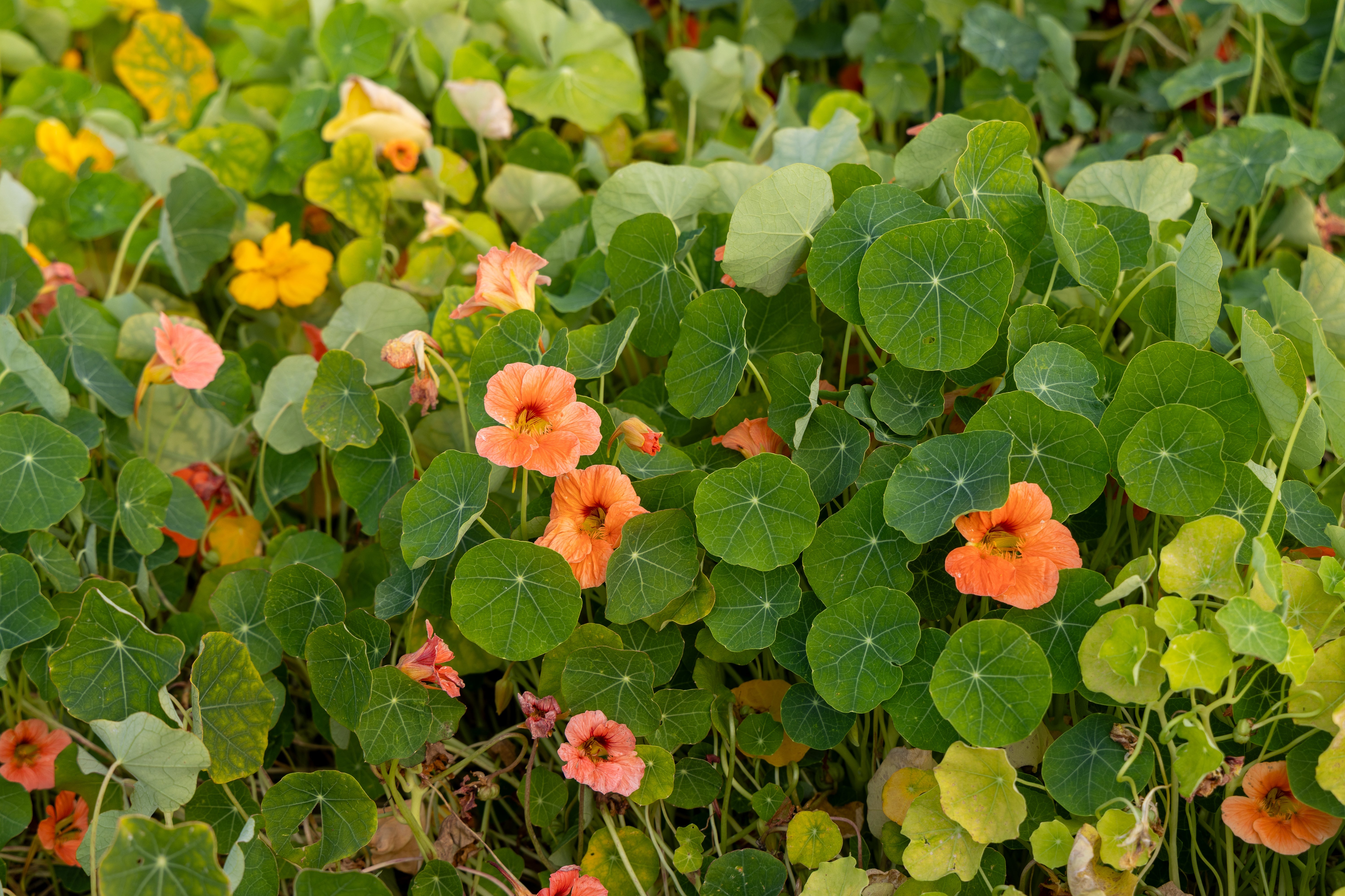 Blomsterkarse